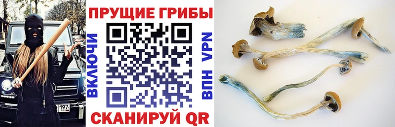 Псилоцибиновые грибы Psilocybine cubensis  Бабаево 